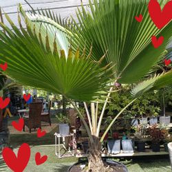 Beautiful Fan 🌴 Palm $350