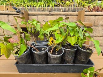 Sweet Potatoes, $2 for plant in 16 Oz cup.