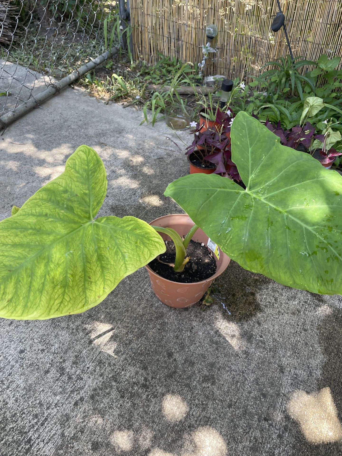 Elephant Ear Plant Grows Large