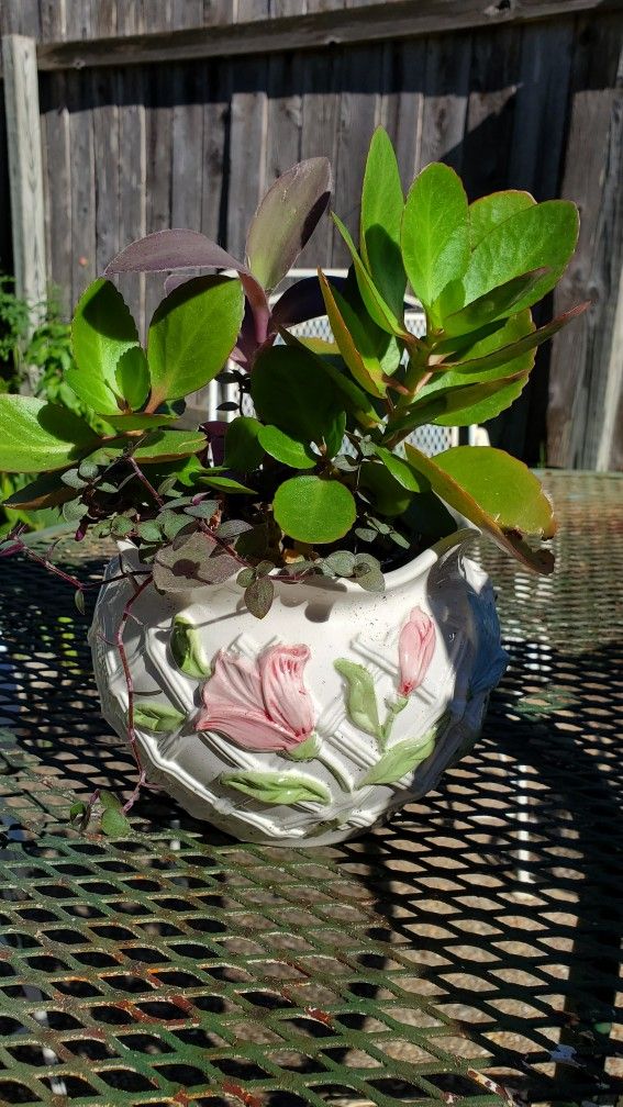 Live PLANTS in Ceramic FLORAL Planter 