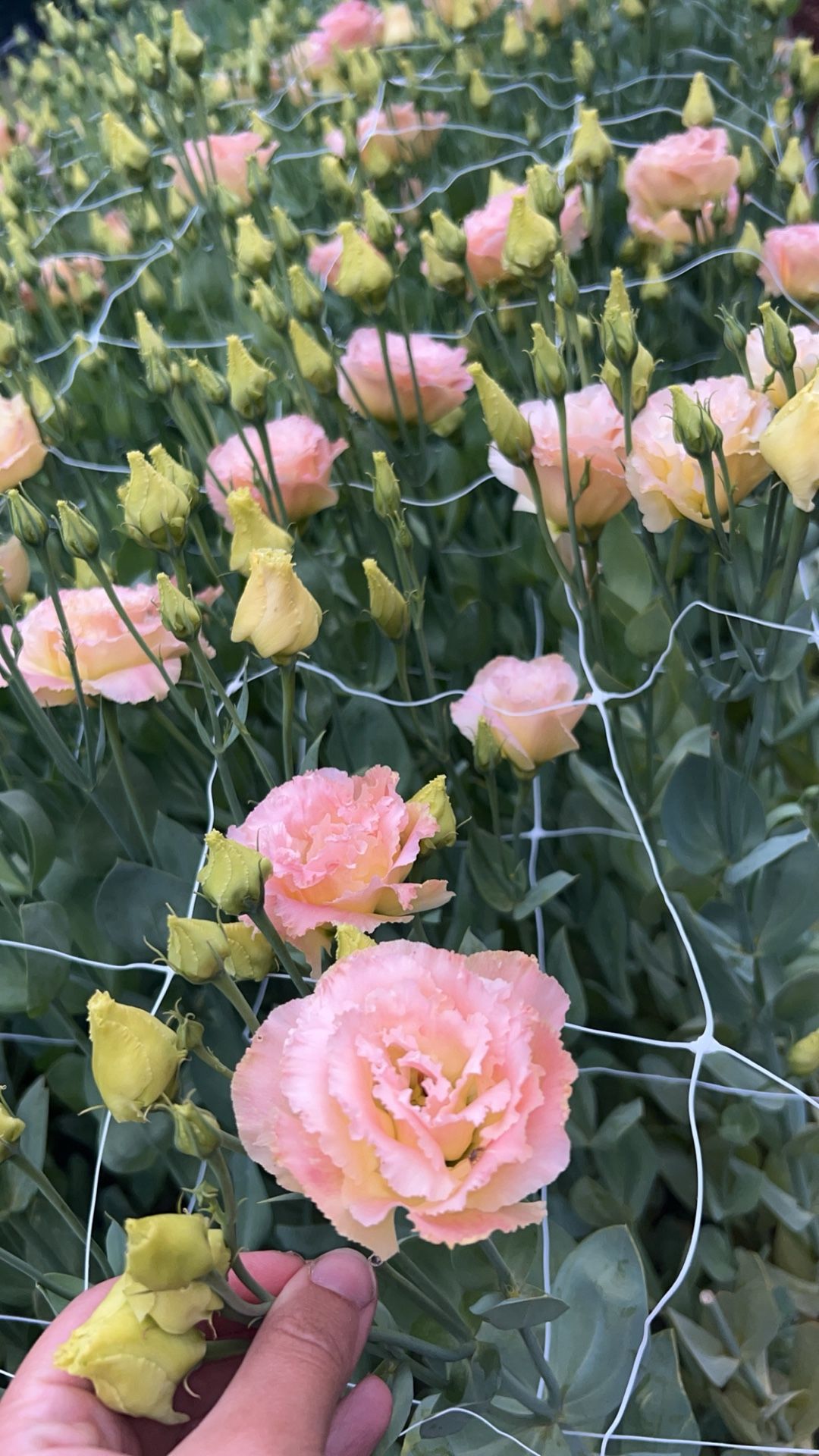 Florist Cut Flowers! Champagne Color Perfect For Events Weddings 