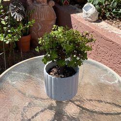 2 Year Old Bonsai Tree