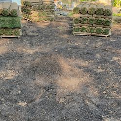 fresh sod 