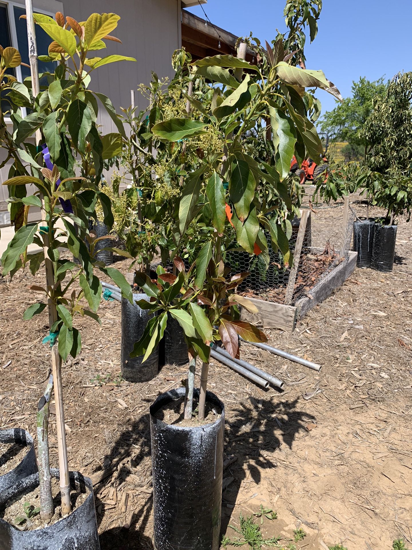 Wurtz/little Cado Avocado Tree