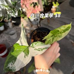 For Plant Lovers! Selling various plants