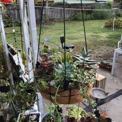  Kevin’s Creations Hanging Basket With Succulents $25 In The Land Park Area See Details 