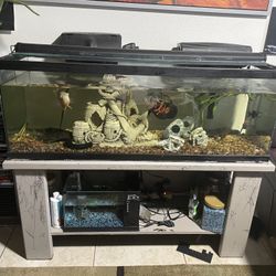 Fish Tank 