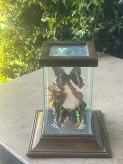 Beautiful Vintage 70s Professionally Mounted Butterfly Display Featuring Madagascan Sunset Moths: