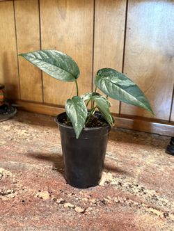 Indoor House Potted Plant Epipremnum Pinnatum
