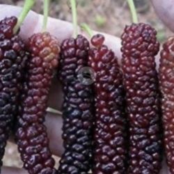 . Pakistani Mulberry Trees Already Laden with Fruit, 5 Feet Tall, $65 Each, Firm Price