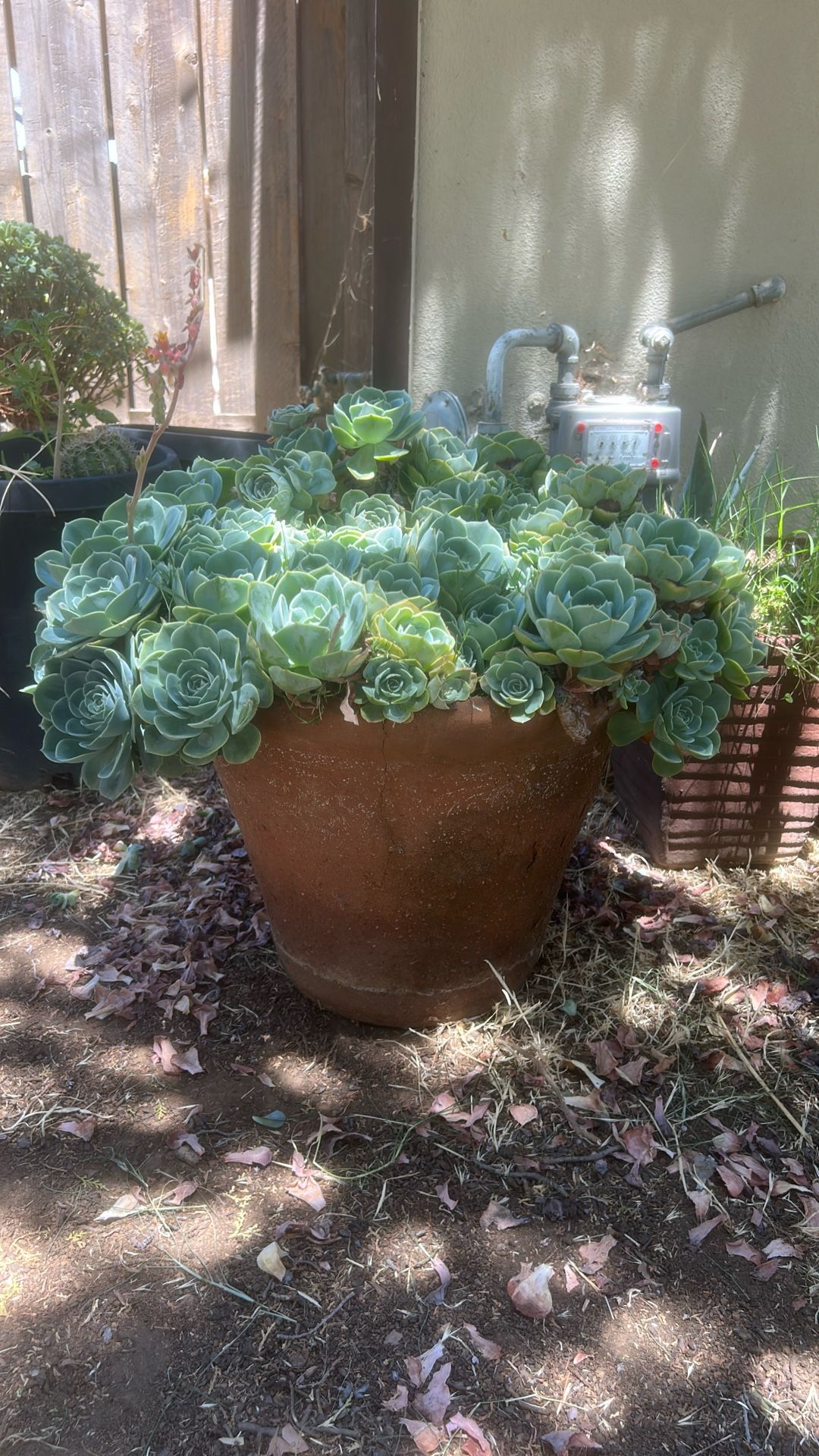 XL Terracota Planter With Beautiful Succulents 