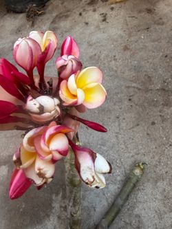 Cutting plumeria