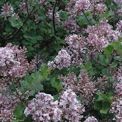 Fragrant Dwarf Korean Lilac At Wholesale Prices 