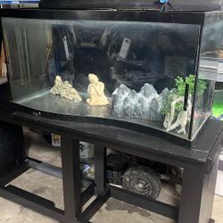 Fish Tank 