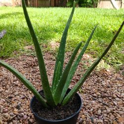 Aloe Vera $10