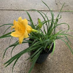 Daylily Plant Yellow 