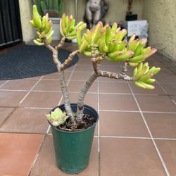 Shrek Ear Coral Succulent