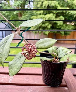 Blooming Hoya finalysonii