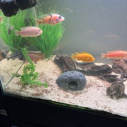 40 Gallon Aquarium 