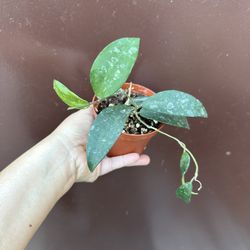 4” hoya phuwuaensis