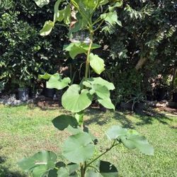 Yerva Santa Plant Medesinal 