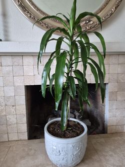 Beautiful Indor/outdoor Plant. With A Bright New Ceramic Planter. 48 Inches Tall, Pot Diameter 14 Inches.
