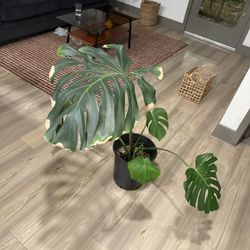 monstera deliciosa