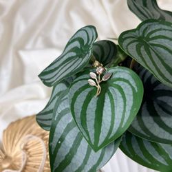 14k Gold Tri Color Pedant 