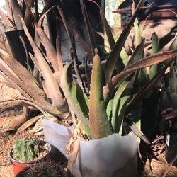 Aloe (yellow Blooming) Succulent Plants 