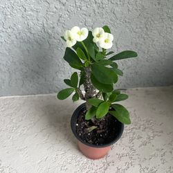 Crown  Of  Thorns Plant 