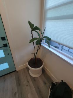 Beautiful Plant with Planter