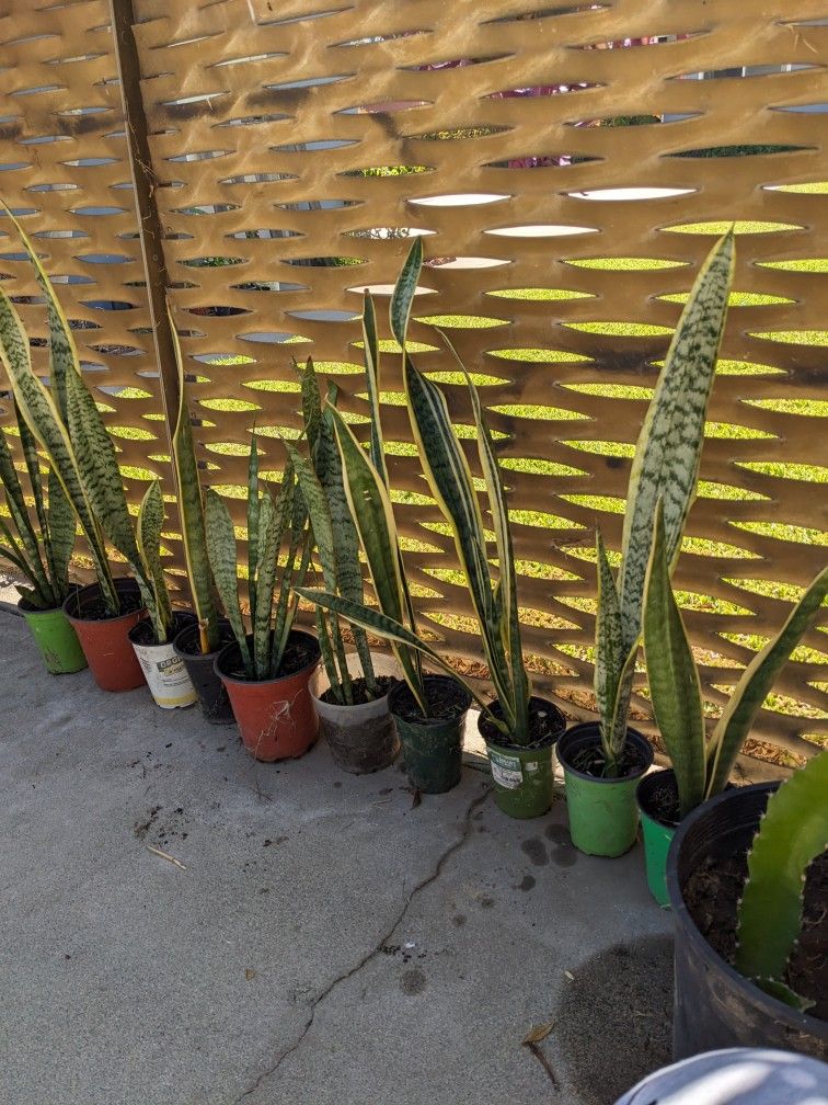 Snake Plants 