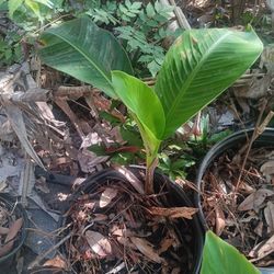 Banana Plant 