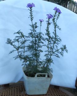 Flor de verbena