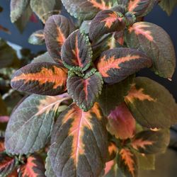 ✨XXL Coleus | Gallon Pot ✨
