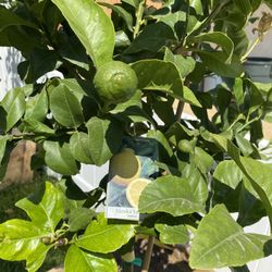 Fruit Trees 15 gallons