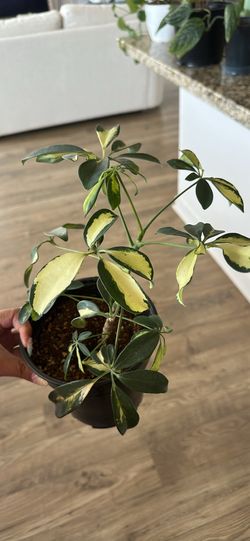 Plant