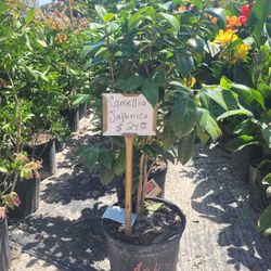 Camellia Japonica 3 Gall