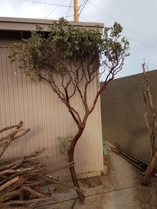 Manzanita Branches for Sale in Phoenix, AZ OfferUp