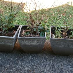 Indoor/Outdoor Flower Pots