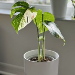 Gorgeous Monstera Thai Constellation