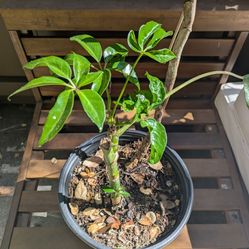 Healthy Plant Grows Large And Tall