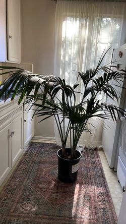 Healthy  Palm plant