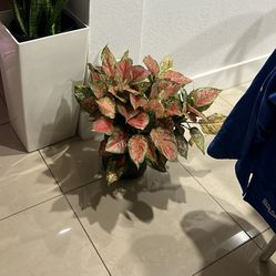 House Plant Low Maintenance Available Aglonema Valentines Huge