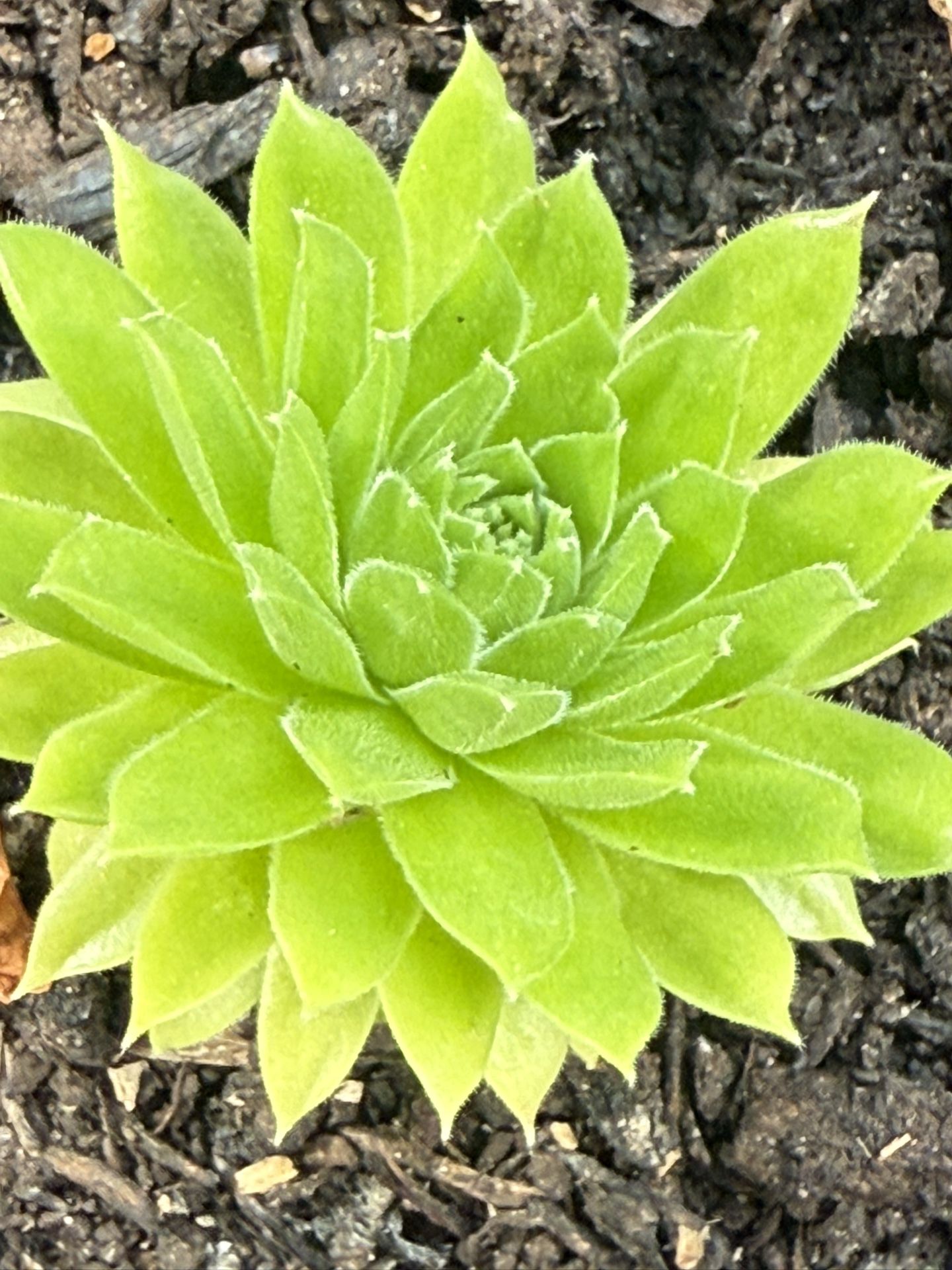 Succulents