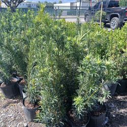 Podocarpus Hedges 3gl $8