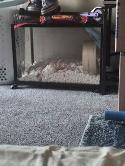 Hamster cage and accessories
