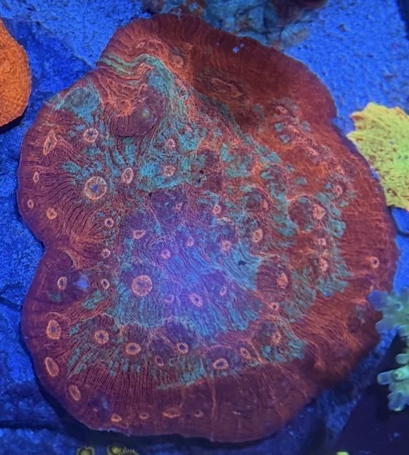 Blue/Red Chalice XL *Fake Coral Decoration*