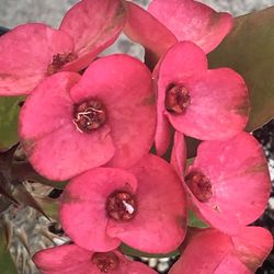 Corona de cristo Ruby