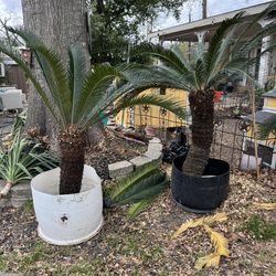 Sago palm tree cycas